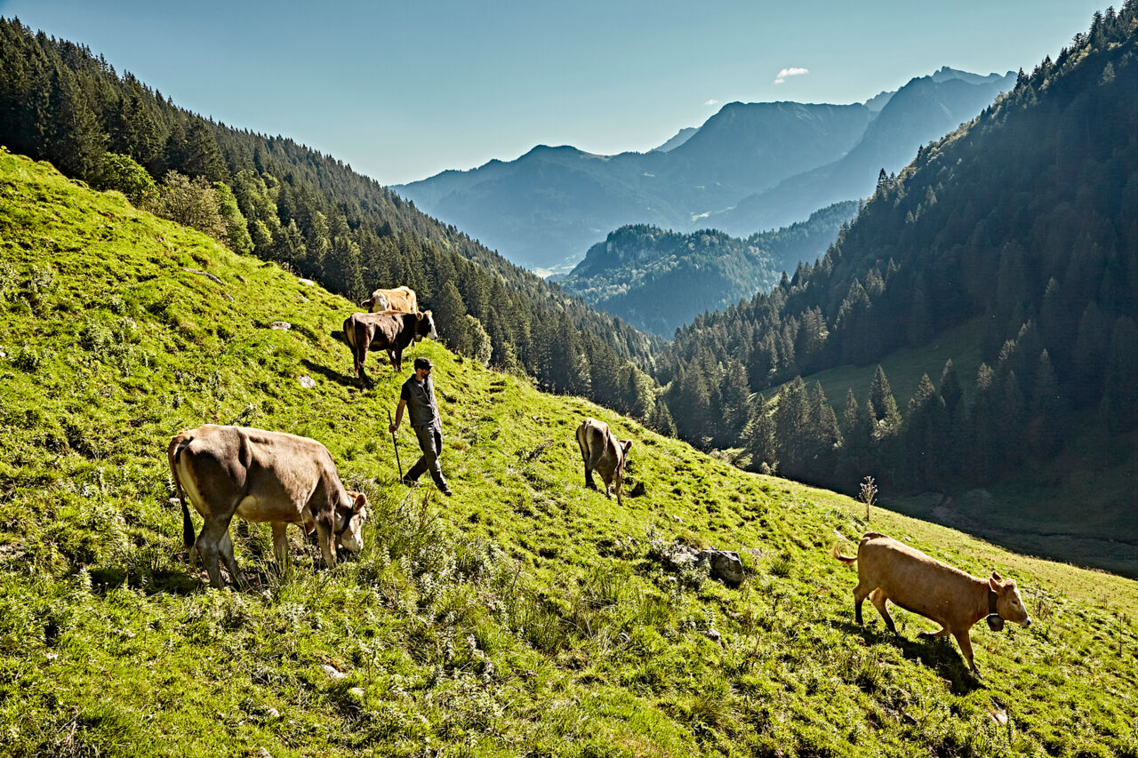 Bayern Tourismus Käse aus dem Allgäu