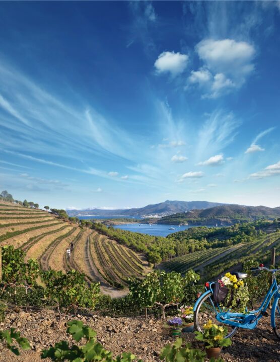 Vinyes de l'Empordà © Agència Catalana de Turisme