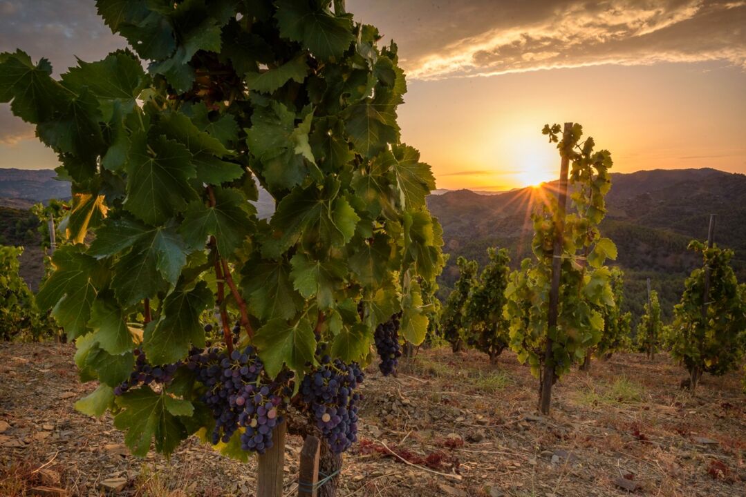 Weinanbaugebiet Priorat © Sergi Boixader