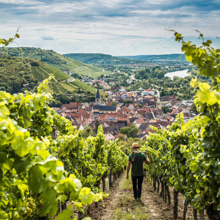 Bayern Tourismus Weingut Schenk